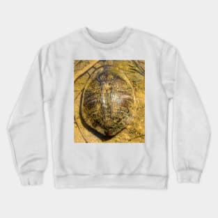 Turtle - Magpie Springs - Adelaide Hills  - Fleurieu Peninsula - by South Australian artist Avril Thomas Crewneck Sweatshirt